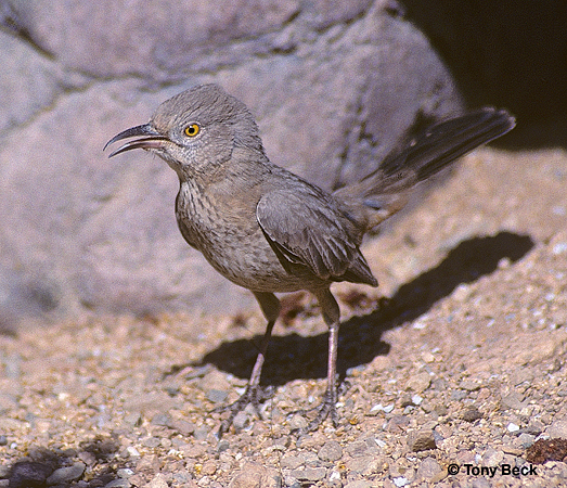 Photo (8): Bendire's Thrasher