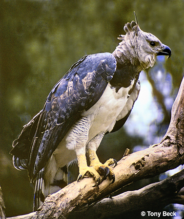 Photo (1): Harpy Eagle