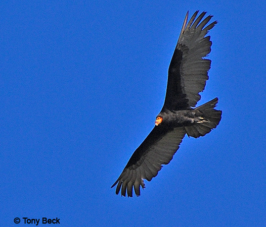 Photo (5): Lesser Yellow-headed Vulture