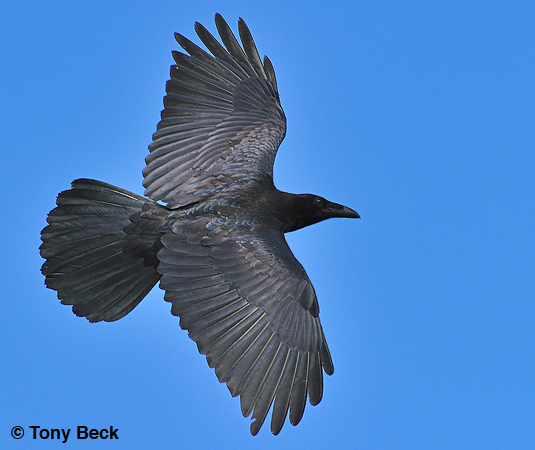 Photo (2): Common Raven