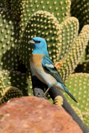 Photo (9): Lazuli Bunting