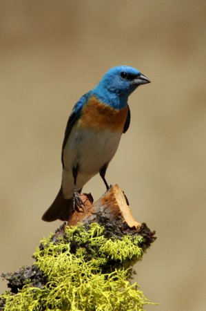 Photo (8): Lazuli Bunting