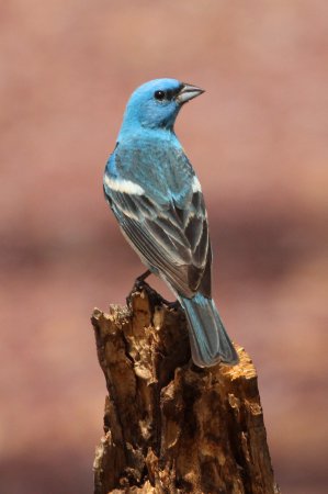 Photo (6): Lazuli Bunting