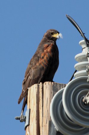 Photo (11): Harris's Hawk