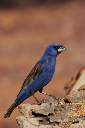 Photo (14): Blue Grosbeak