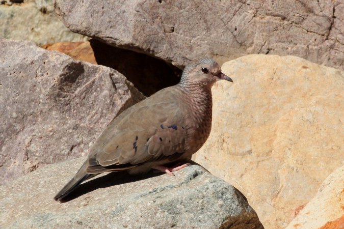 Photo (2): Common Ground-Dove