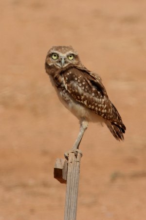 Photo (13): Burrowing Owl