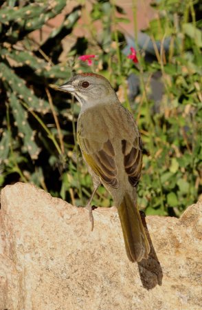 Photo (6): Green-tailed Towhee
