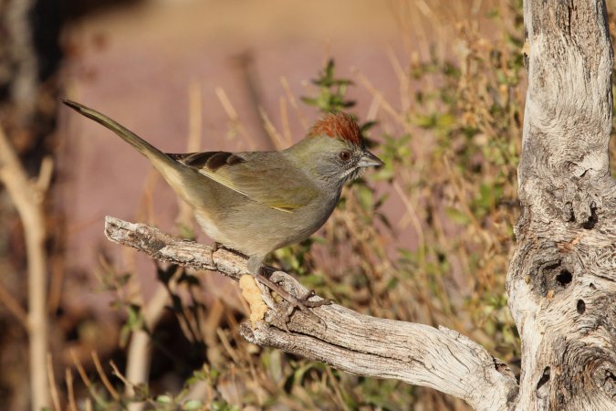Photo (5): Green-tailed Towhee