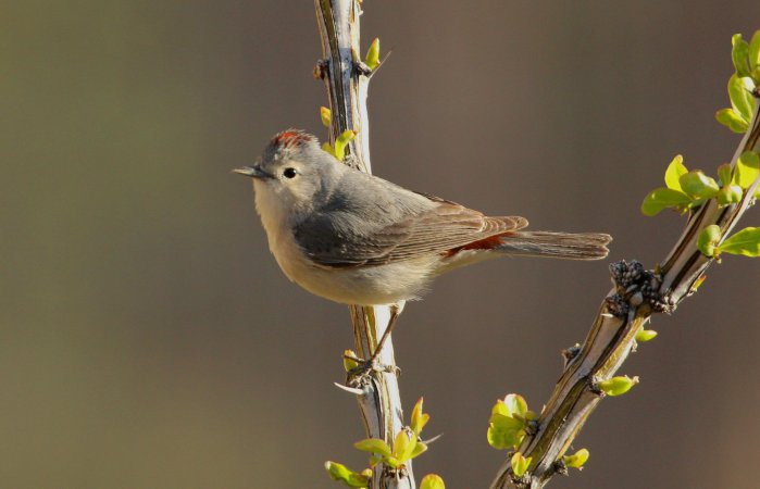 Photo (3): Lucy's Warbler