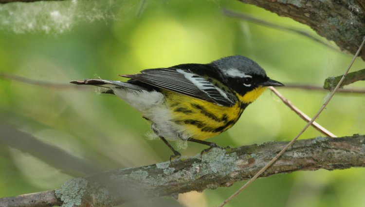 Photo (14): Magnolia Warbler