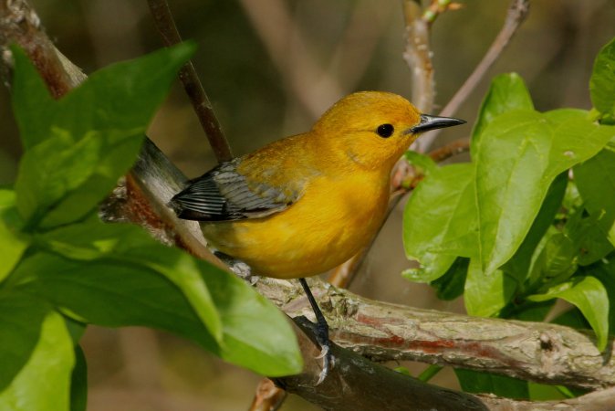 Photo (8): Prothonotary Warbler