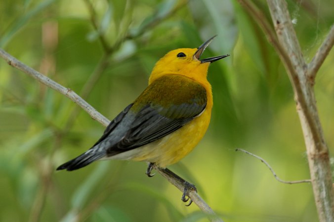 Photo (7): Prothonotary Warbler