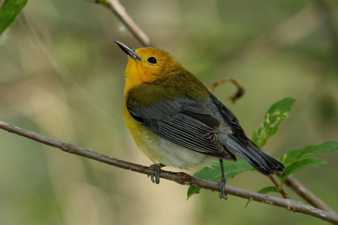 Photo (11): Prothonotary Warbler