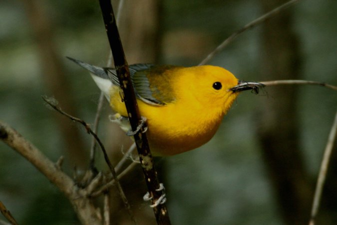 Photo (6): Prothonotary Warbler