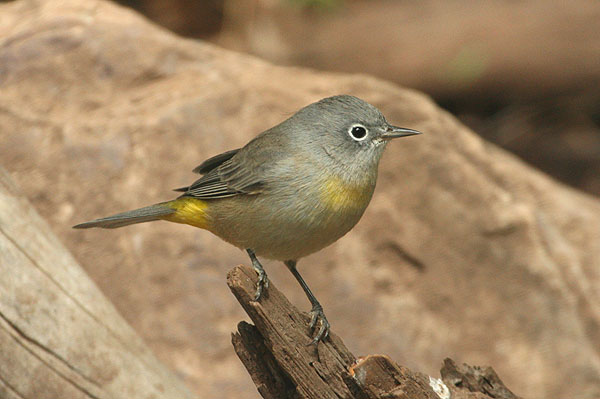 Photo (14): Virginia's Warbler