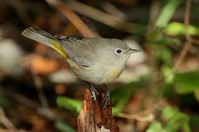 Photo (15): Virginia's Warbler