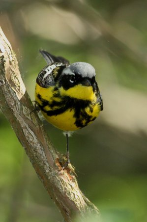 Photo (5): Magnolia Warbler