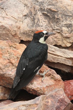 Photo (24): Acorn Woodpecker