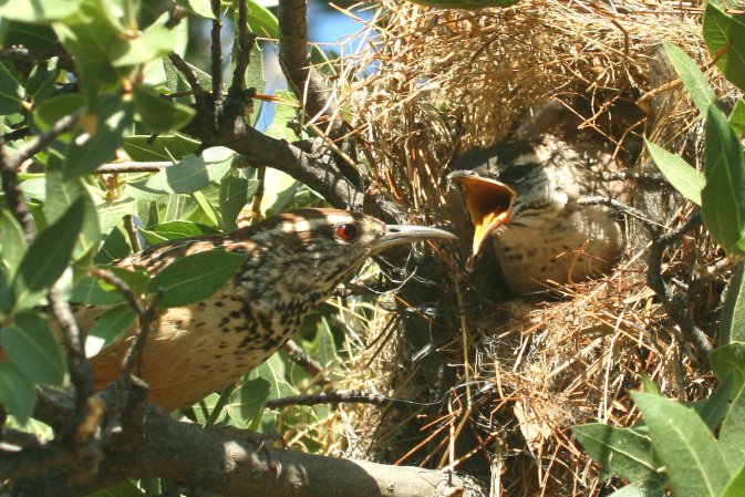 Photo (10): Cactus Wren