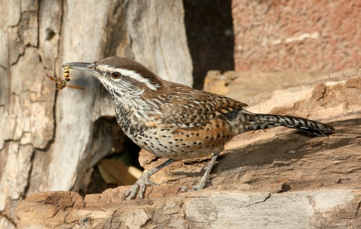Photo (1): Cactus Wren