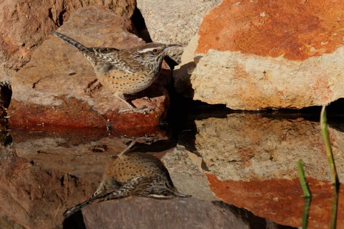 Photo (4): Cactus Wren