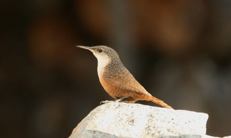 Photo (1): Canyon Wren