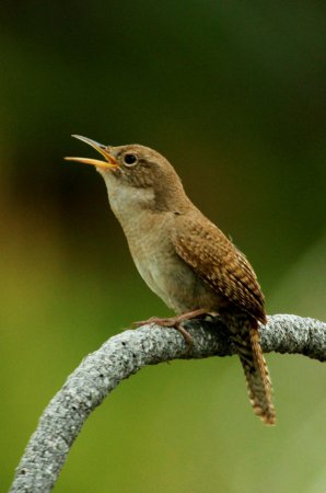 Photo (14): House Wren