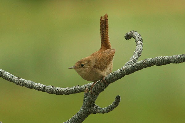 Photo (12): House Wren