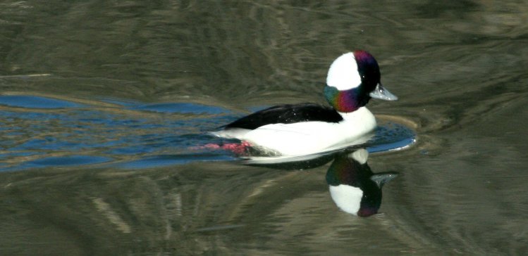 Photo (12): Bufflehead