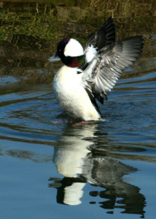 Photo (13): Bufflehead