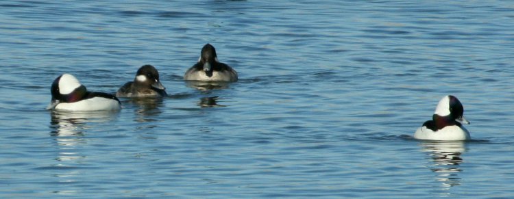 Photo (14): Bufflehead