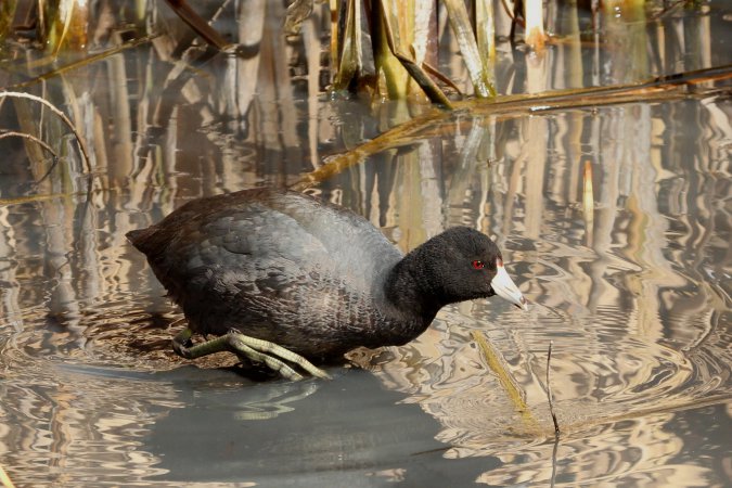 Photo (2): American Coot