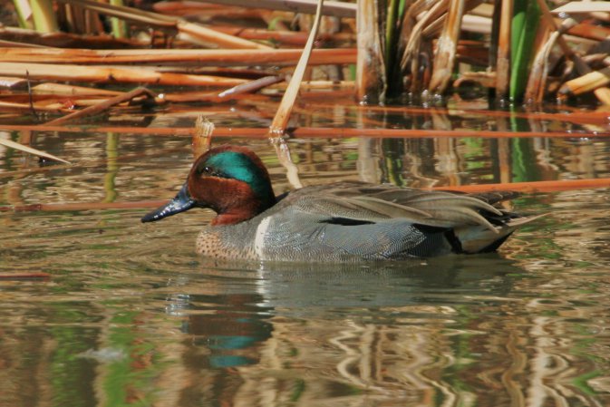 Photo (3): Green-winged Teal