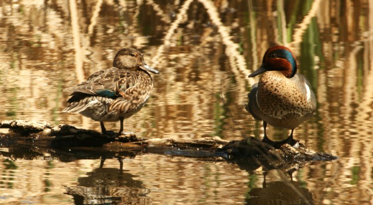 Photo (7): Green-winged Teal