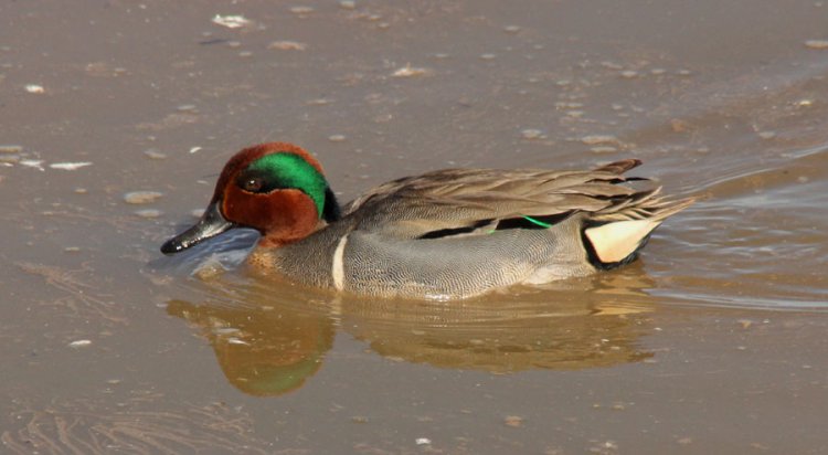 Photo (6): Green-winged Teal