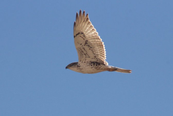 Photo (5): Ferruginous Hawk