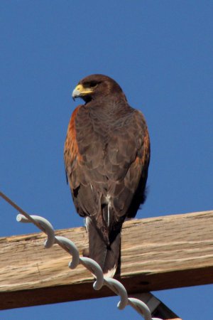 Photo (8): Harris's Hawk