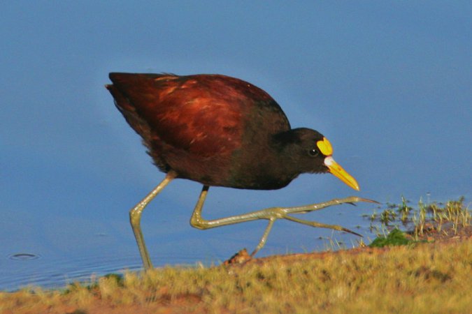 Photo (8): Northern Jacana