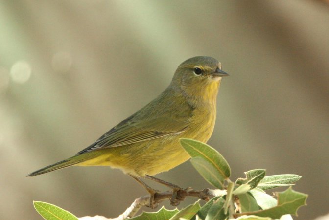 Photo (1): Orange-crowned Warbler