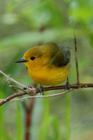 Photo (4): Prothonotary Warbler