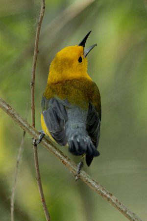Photo (9): Prothonotary Warbler