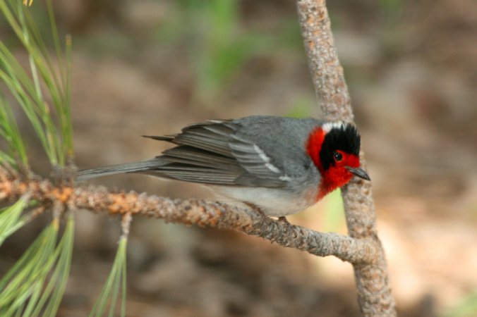 Photo (6): Red-faced Warbler