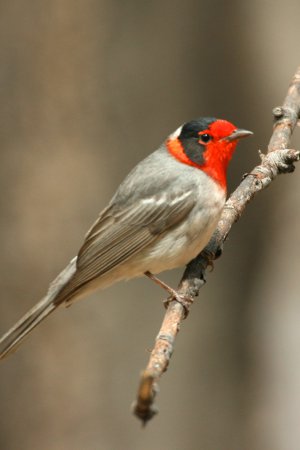 Photo (2): Red-faced Warbler