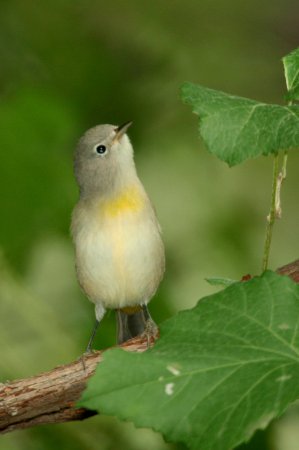 Photo (6): Virginia's Warbler