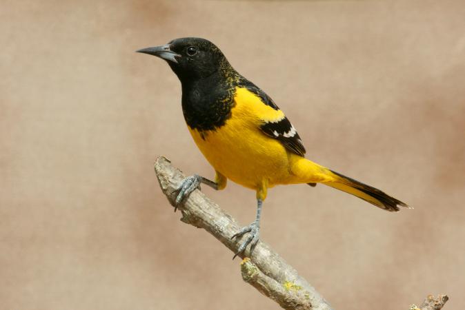 Photo (1): Scott's Oriole