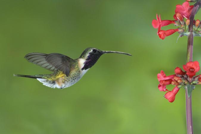 Photo (3): Lucifer Hummingbird