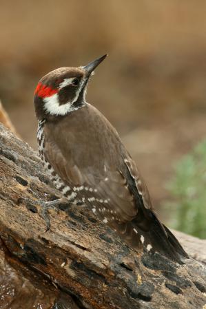 Photo (3): Arizona Woodpecker