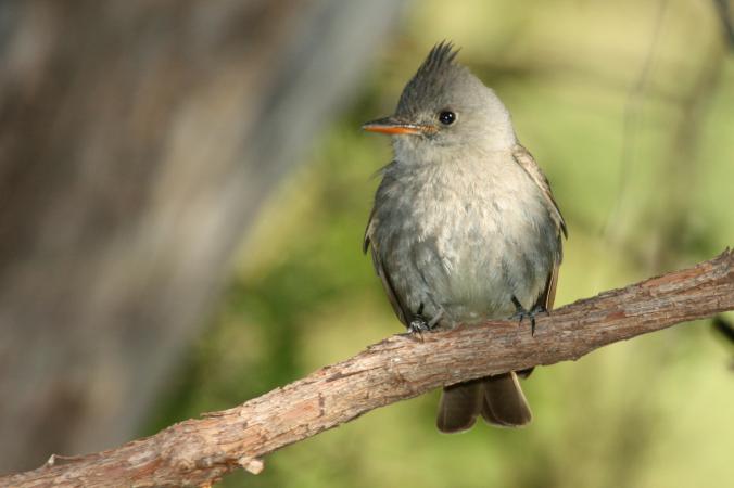 Photo (1): Greater Pewee