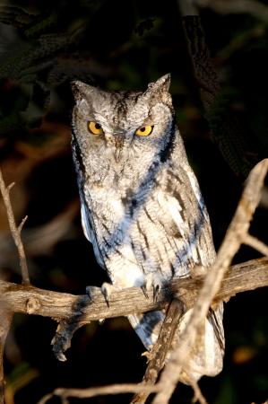 Photo (1): Whiskered Screech-Owl